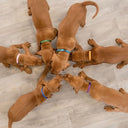 Set of 6 Puppy Collars, Light Colours, 22-35 cm / 10 mm